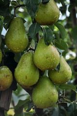Pears on a branch of a tree