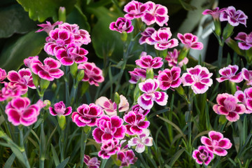 rosa nelken, bartnelken, nelkenblüten