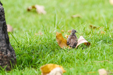 Obraz premium Baby dove bird