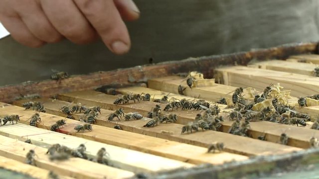 The beekeeper gets a frame with honey from the Uli