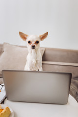 Dog and laptop. Little funny white dog sitting and looking at the screen of laptop standing on the table
