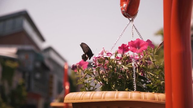 papillon