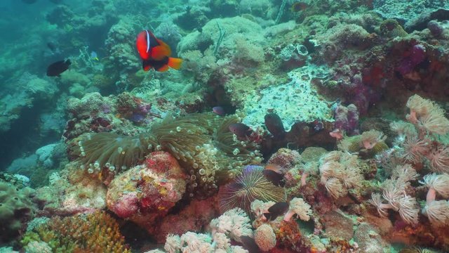 Clown Anemonefish in actinia on coral reef. Amphiprion percula. Mindoro. Underwater coral garden with anemone and clownfish. Philippines