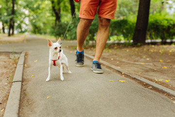 Obraz premium Walking with dog. Man wearing bright red shorts and comfortable blue sneakers walking with little dog