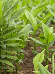 Ginger with galangal tree leaves