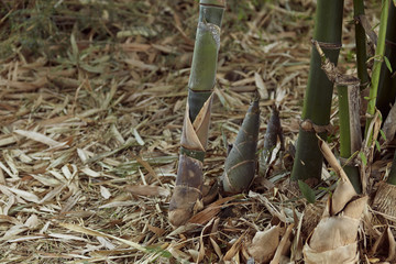 Bamboo in the garden