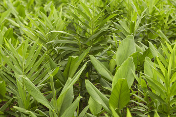 Ginger with galangal tree leaves