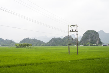 Vietnamese rice field
