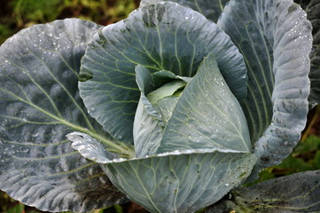 Head of white cabbage