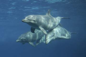 Große Tümmler (Tursiops truncatus)  Gruppe © Aggi Schmid