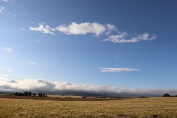 Fototapeta premium Harvest fields with wind turbines in background