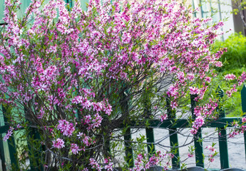 Flowering rose bush in spring