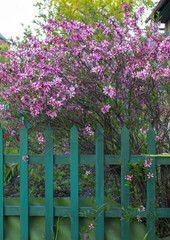 Fototapeta na wymiar Flowering rose bush in spring