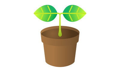 観葉植物　（室内用）