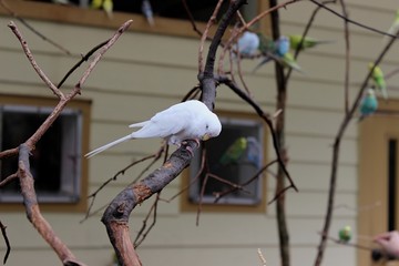 White bird