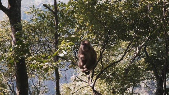 animaux singes