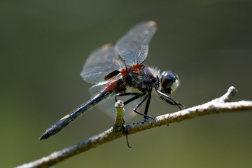 Leucorrhinia pectoralis, maschio