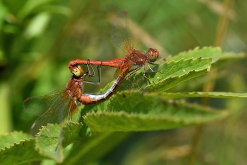 Sympetrum flaveolum, accoppiamento