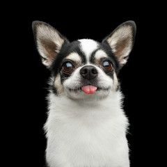 Funny Portrait of Smiling Chihuahua Dog Looking in Camera and showing tongue on Isolated Black Background
