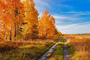 Fototapeta premium road in the autumn forest and field
