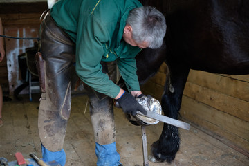 Clearing the hooves of the horse with special tools. A blacksmith works with a horse.