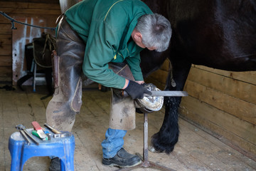 Clearing the hooves of the horse with special tools. A blacksmith works with a horse.