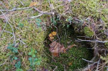 Mushrooms 3
