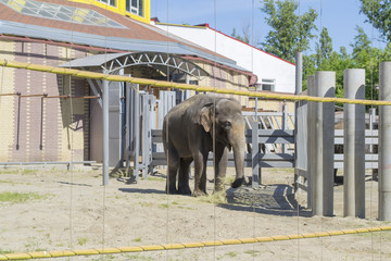  elephant in the zoo in the summer