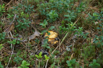 Mushrooms 13