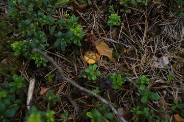 Mushrooms 14