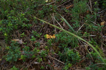 Mushrooms 15