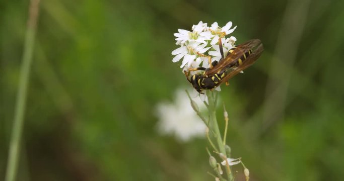 Burrowing Wasp Burial collecting nectar pollen on Flower on Green Meadow blurred background closeup Macro shot 4K video.