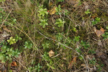 Mushrooms 20