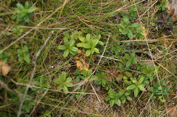 Fototapeta premium Mushrooms 22