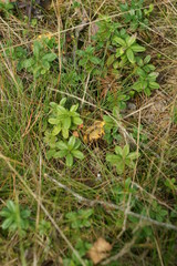 Mushrooms 23