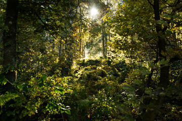 reserve area from the black forest in germany