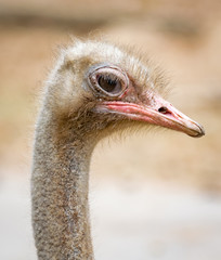 Close-up side photo of an ostrich with long neck