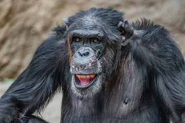 Portrait of funny Chimpanzee making faces