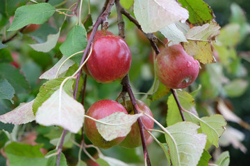 Rote Äpfel vor der Ernte