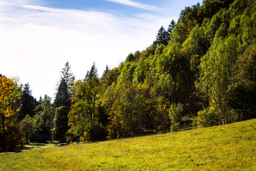 Fototapeta na wymiar Trees and a field in the black forest area, autumn season
