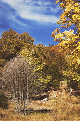 rocky hill with colorful trees and blue sky, autumn season