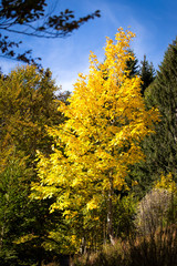 beautiful trees in the autumn season with blue sky