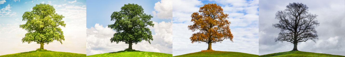 Fototapeta na wymiar Baum im Wechsel der Jahreszeiten