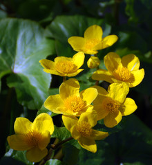 rund ums Gutshaus wachsen wildblühende Pflanzen