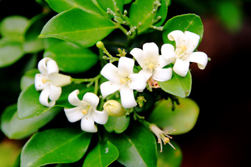 Small white flowers in the garden on summer.