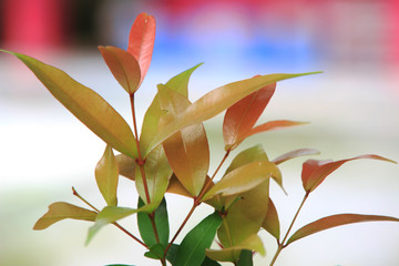 Closeup green leaf in the garden on summer use for background or wallpaper.
