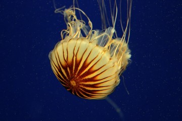 Yellow jellyfish