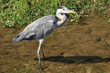 Grey heron