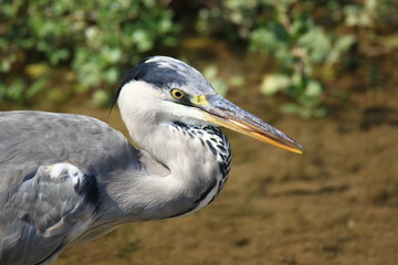 Grey heron