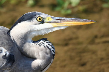 Grey heron